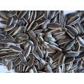 2019 top quality black long type edible sunflower seeds 363